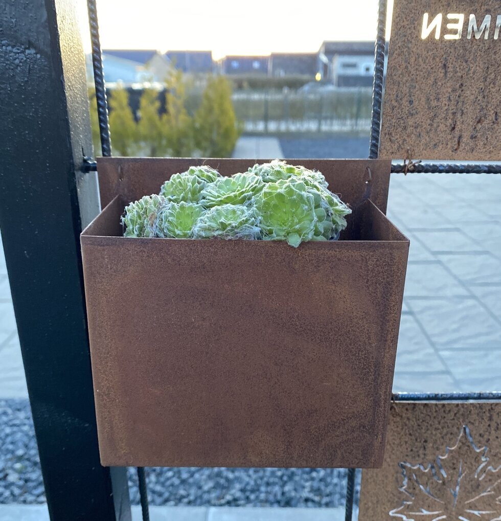 Kruka Rost Armeringsnät från Lind Decoration med suckulenter