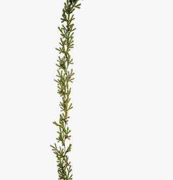 Grangirlang från Mr Plant på vit bakgrund, detaljrik design