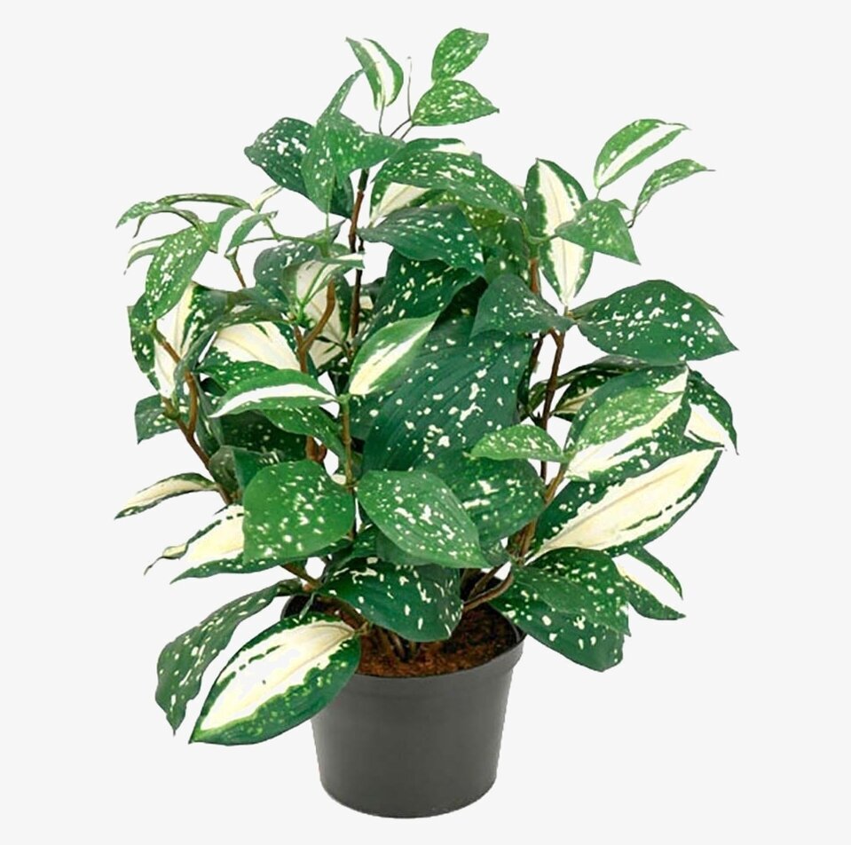 Cordyline Konstväxt från Mr Plant i svart plastkruka