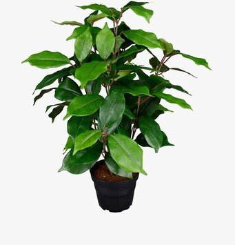 Fikus Benjamin Konstväxt från Mr Plant i svart plastkruka
