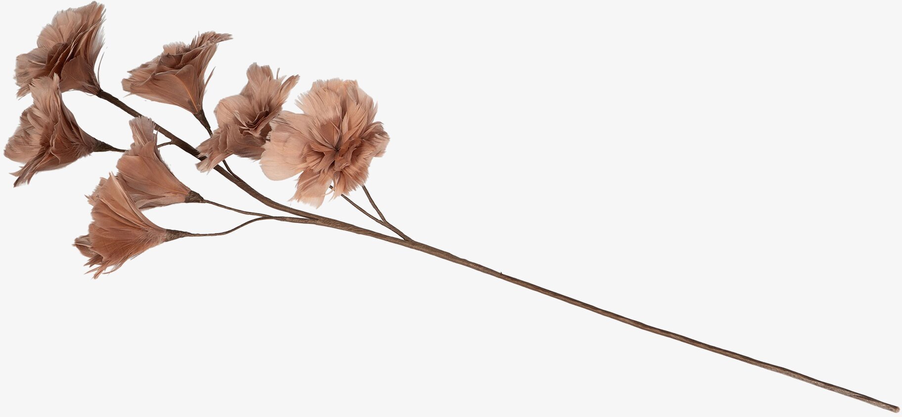 Kvist Fjäderblomma Mullvad från A Lot Decoration i vas