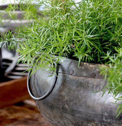 Kruka Grimaud Deko från Chic Antique med frodig grönska