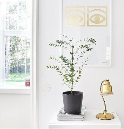 Ögon Cacao Guld-affisch av Olle Eksell med växt och klocka