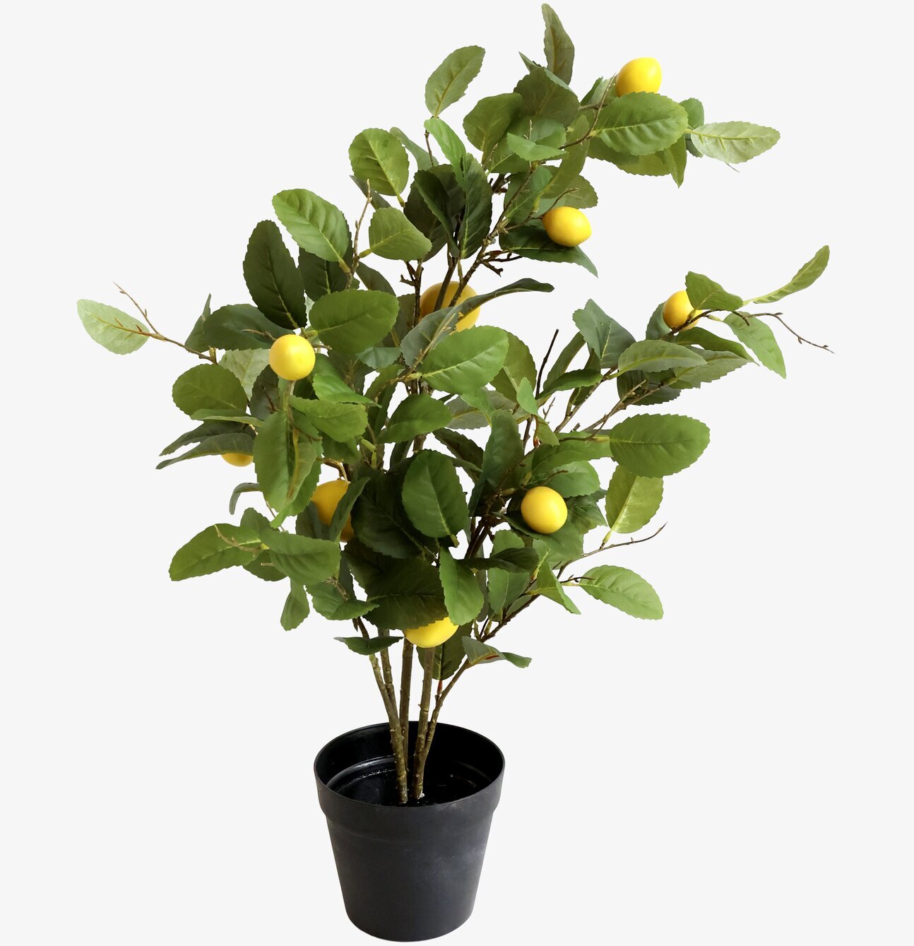 Fleur Citronträd från Chic Antique i minimalistisk miljö