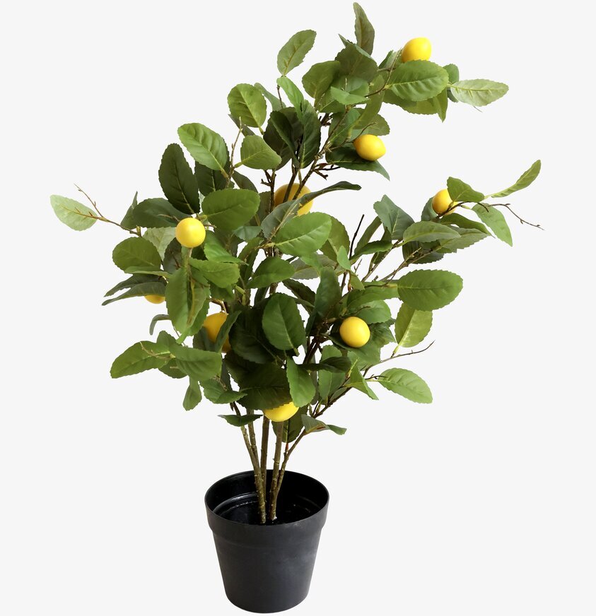 Fleur Citronträd från Chic Antique i minimalistisk miljö