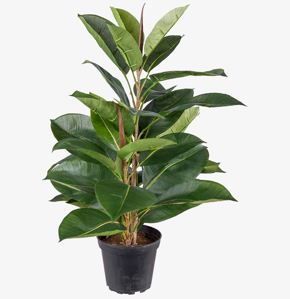 Fikus Robusta 50cm Konstväxt från Mr Plant i svart plastkruka