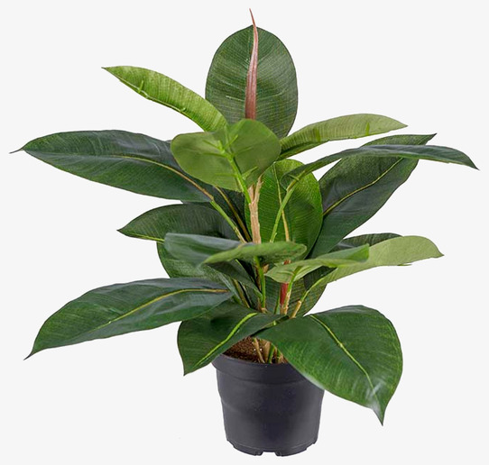 Fikus Robusta 35cm Konstväxt från Mr Plant med gröna blad