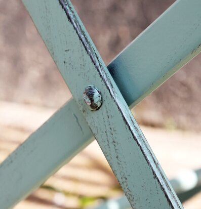 Caféstol 2-Pack Antique Verte från Chic Antique utomhus