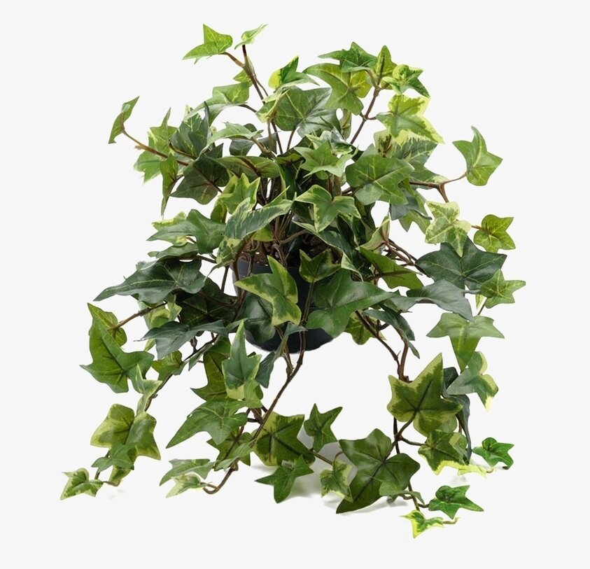 Murgröna I Kruka 30 cm från Mr Plant, realistisk konstväxt