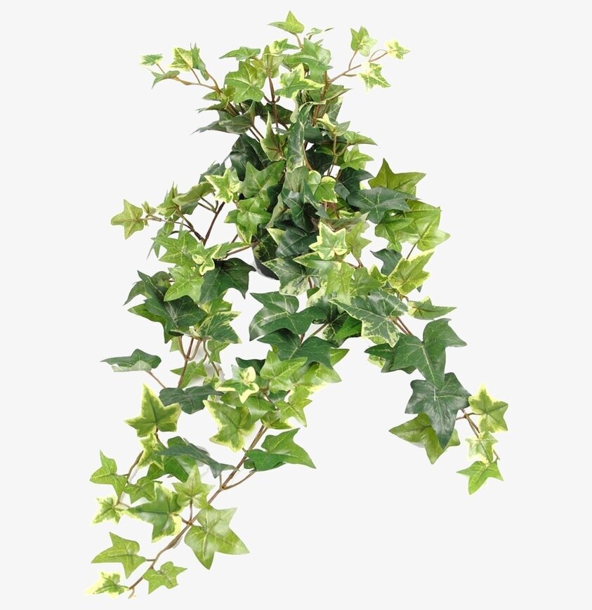 Murgröna I Kruka 60 cm från Mr Plant, naturtrogen konstväxt