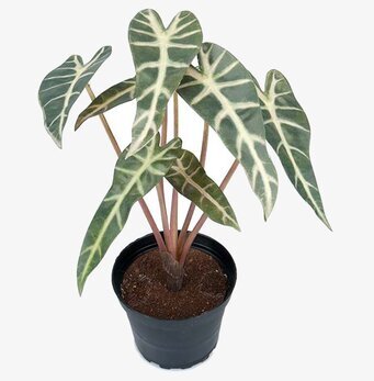 Alocasia 30 cm Konstväxt från Mr Plant med naturtrogna blad