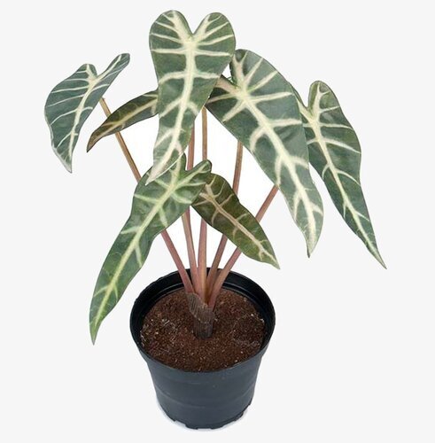 Alocasia 30 cm Konstväxt från Mr Plant med naturtrogna blad