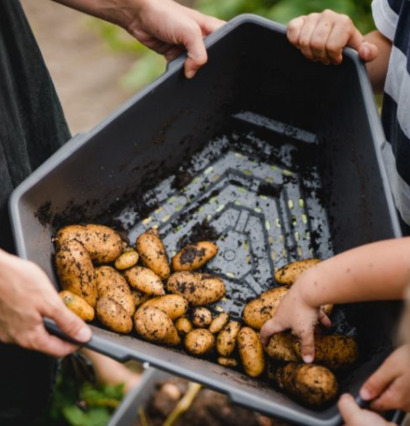 Paul Potato - Potatistorn från Gardenlife i användning