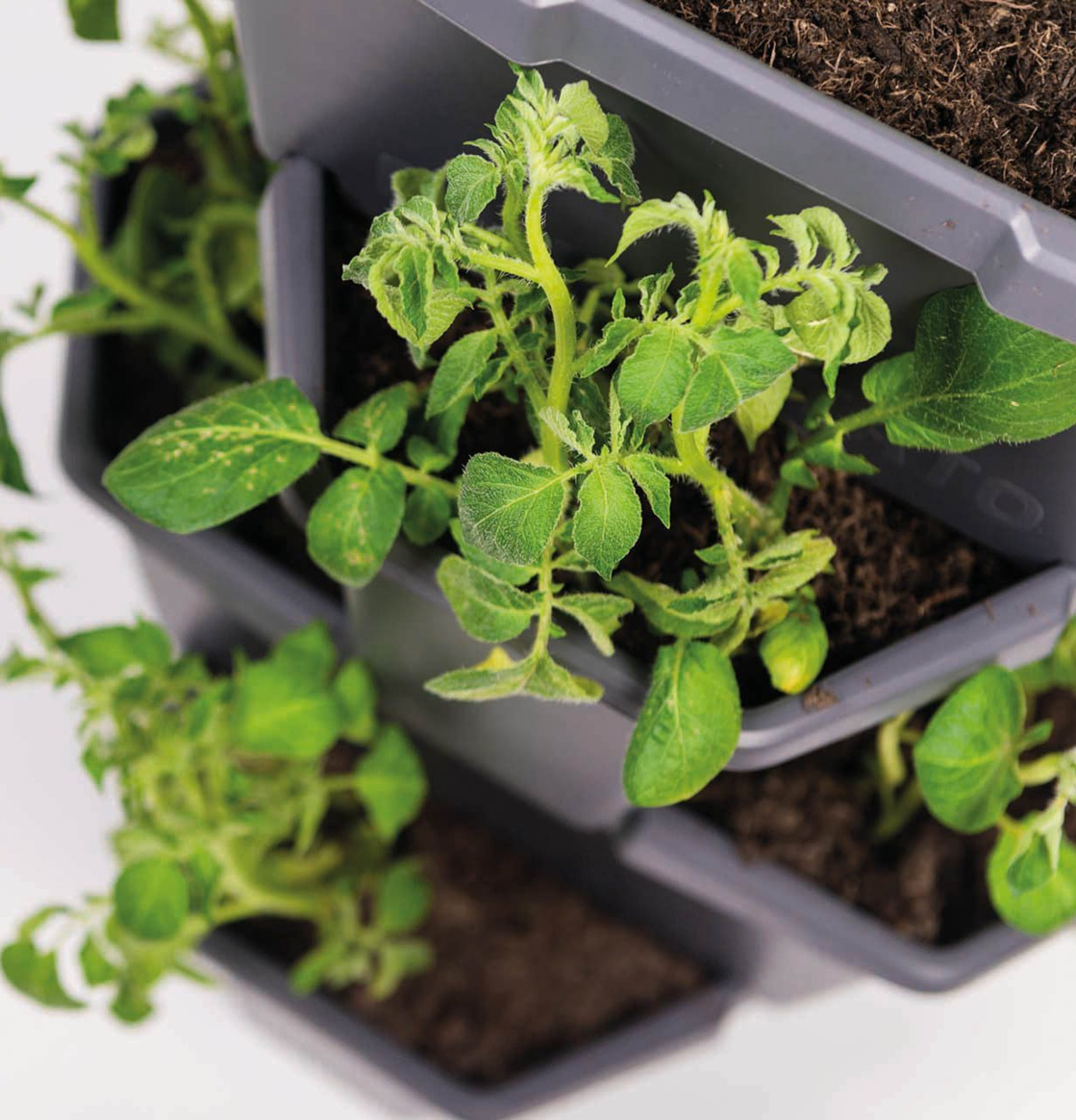 Paul Potato - Potatistorn från Gardenlife i aktiv användning