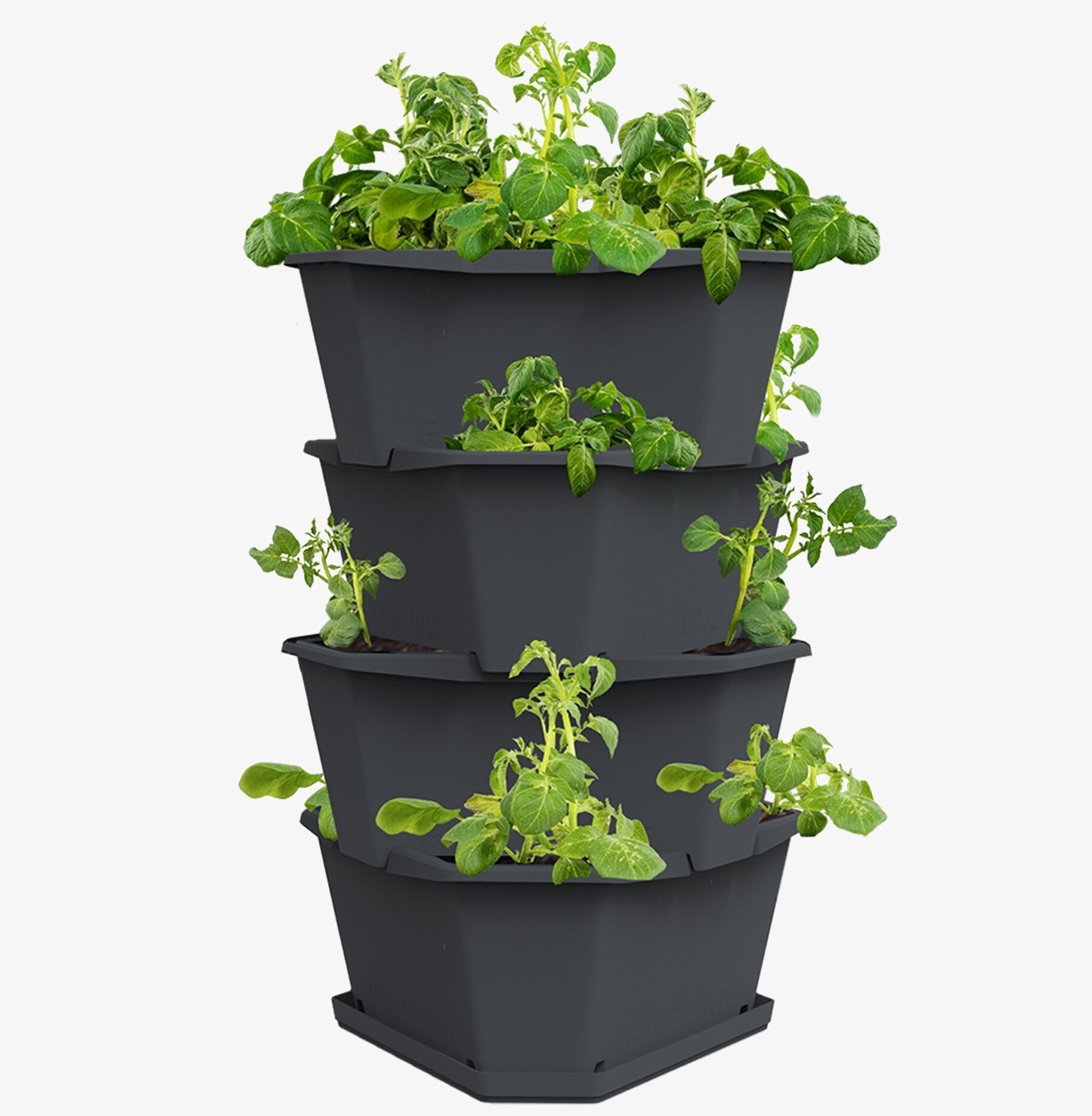 Paul Potato - Potatistorn från Gardenlife med frodiga plantor