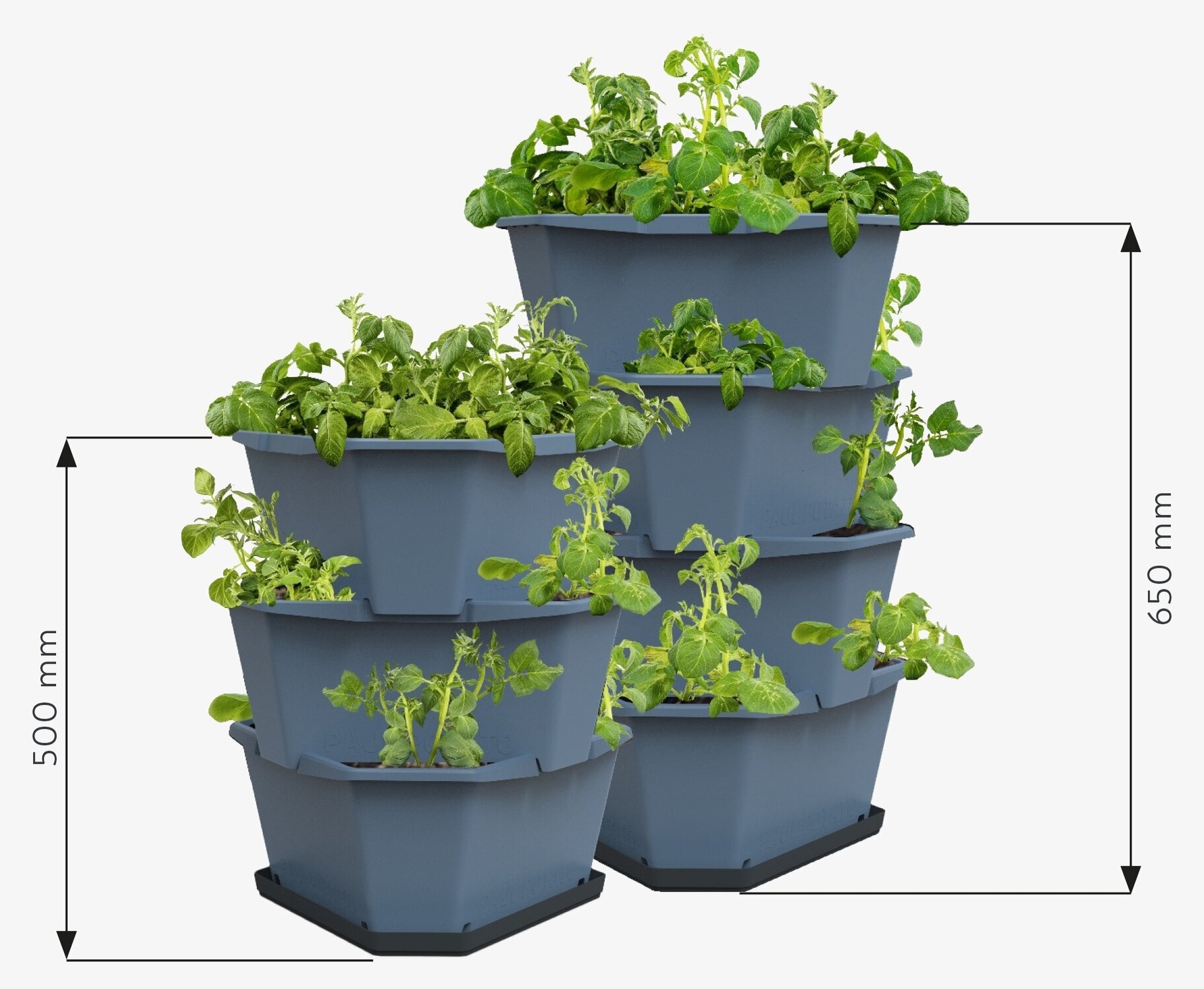 Paul Potato - Potatistorn från Gardenlife i utomhusmiljö