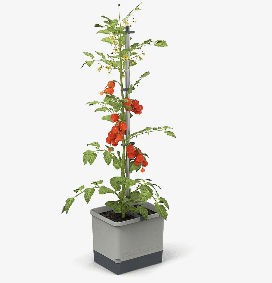 Tom Tomato - Tomatkruka Med Vattentank från Gardenlife