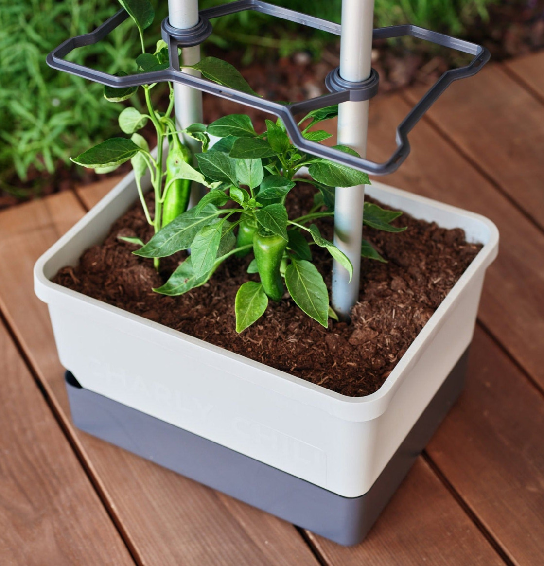 Charly Chili - Chilikruka Med Vattentank från Gardenlife