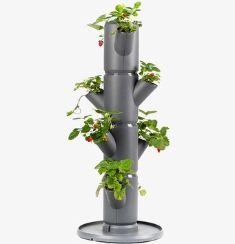 Sissi Strawberry - Jordgubbsträd Gardenlife Övrig prydnad/dekoration för inredning utemiljö