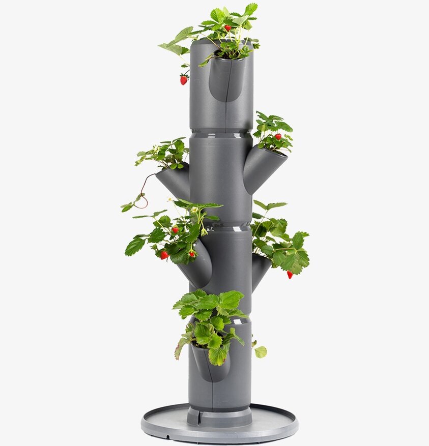 Sissi Strawberry - Jordgubbsträd från Gardenlife i grå plast