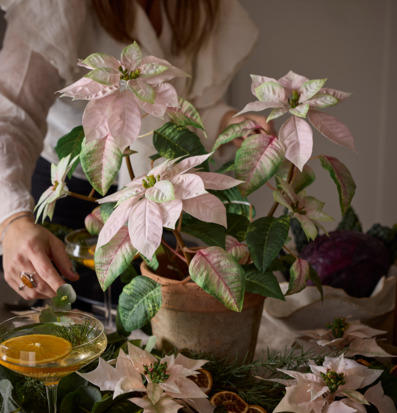 Höststjärna 45cm från Mr Plant i en rustik terrakottakruka