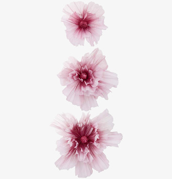 Blomma Fuchsia 3-Pack från Mr Plant mot vit bakgrund