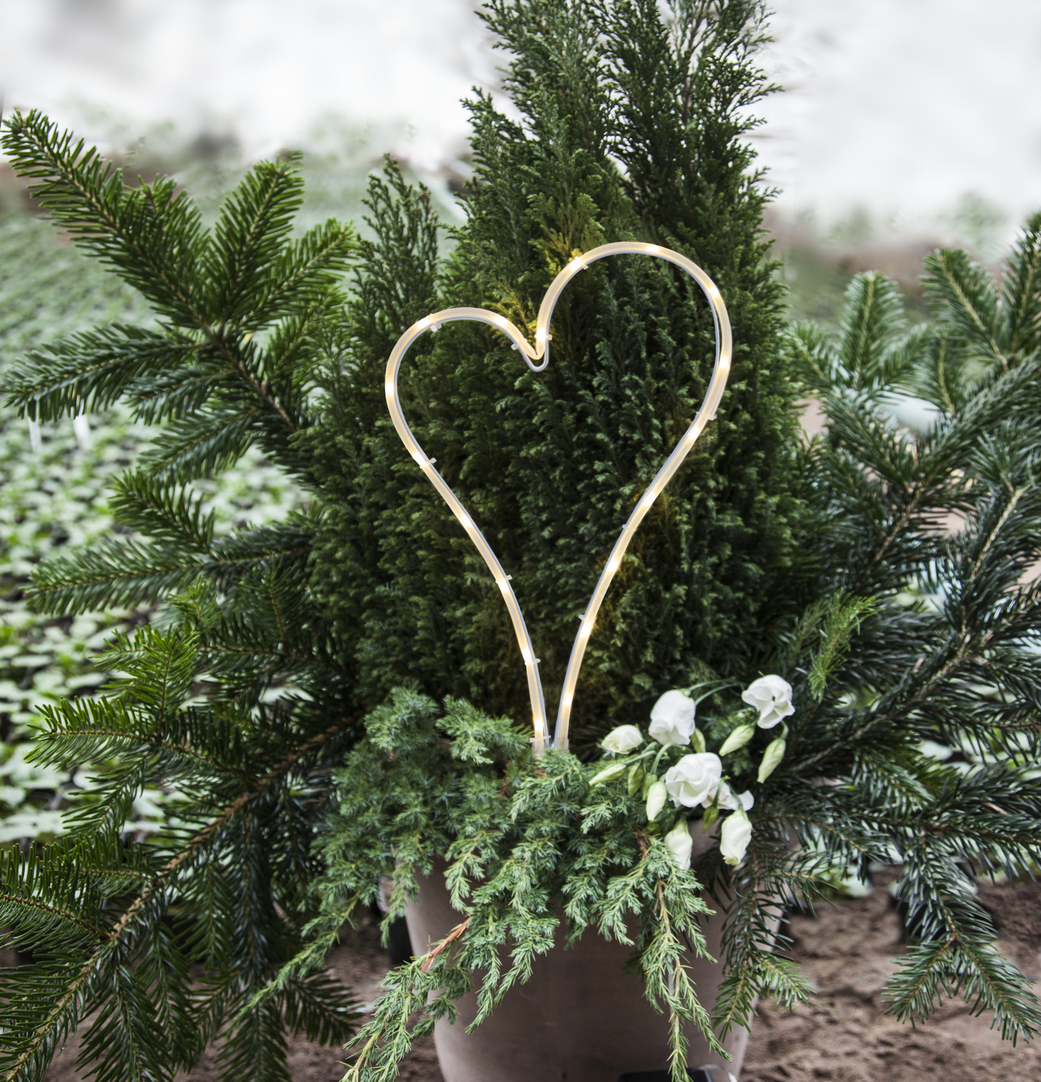 Gravljus LED Decoration Hjärta från Star Trading i grönska