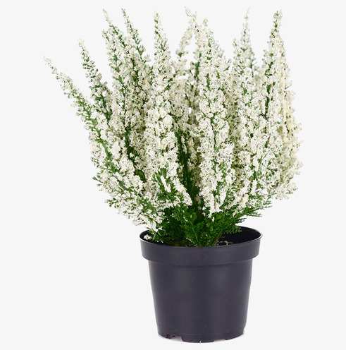 Ljung Vit från Mr Plant i svart kruka med vita blommor