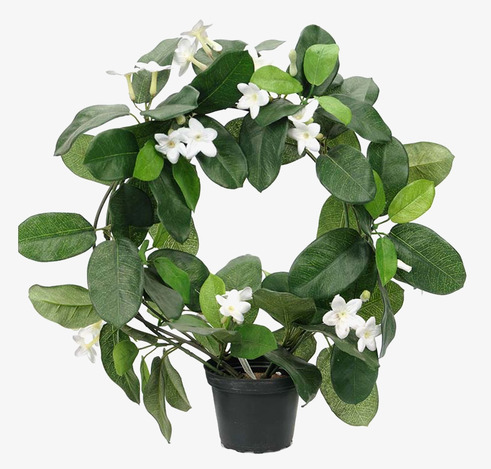 Doftranka 40cm från Mr Plant i svart kruka med vita blommor