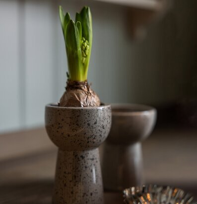 Lökvas Leryd Hög från Storefactory med lökväxt på träyta