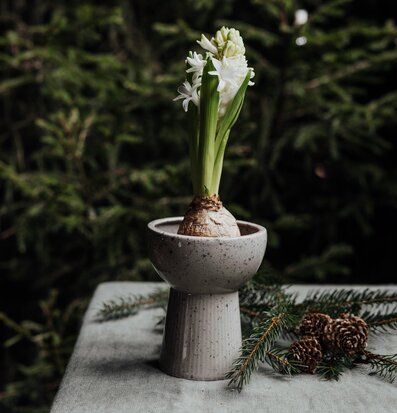 Lökvas Leryd Låg från Storefactory på grön duk med hyacint