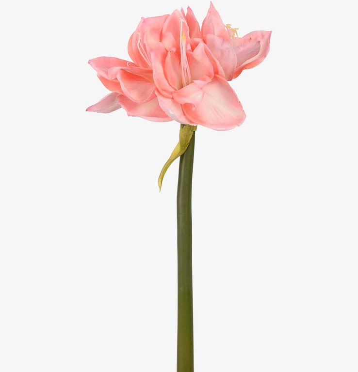 Amaryllis från Mr Plant med realistiska detaljer och färger