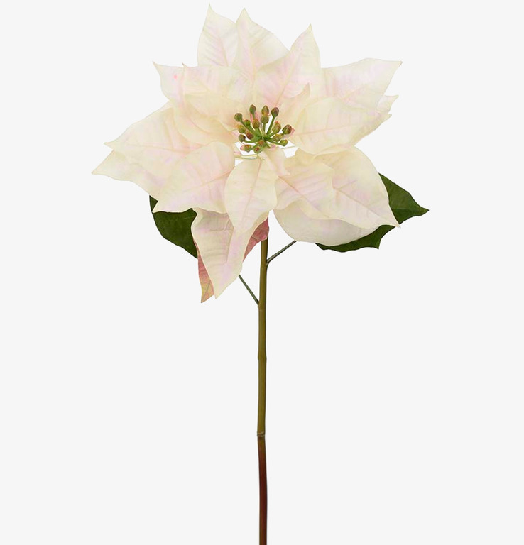 Julstjärna Offwhite från Mr Plant med gräddvita och rosa blad