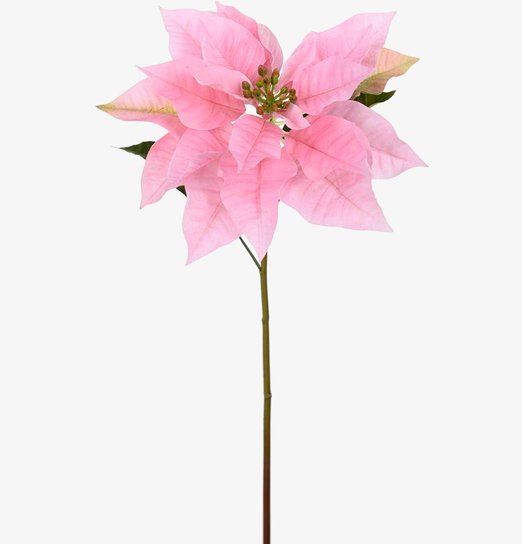 Julstjärna Rosa från Mr Plant med realistiska detaljer