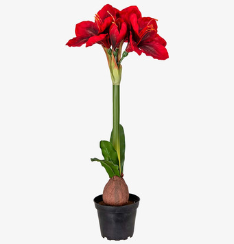 Amaryllis Röd från Mr Plant med naturtrogna röda blommor