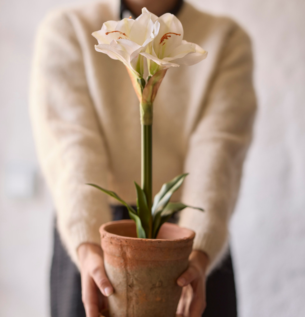 Amaryllis Vit från Mr Plant i terrakottakruka med underfat