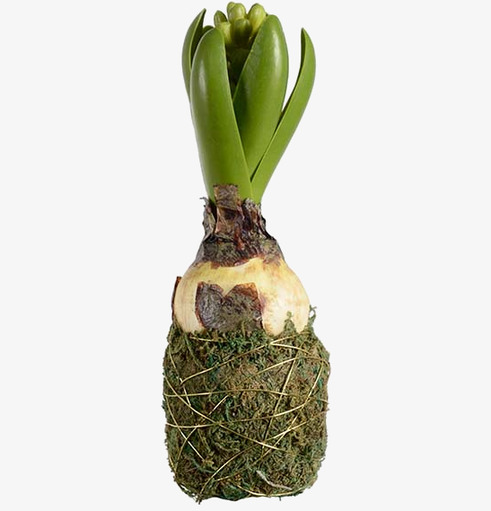 Hyacint Med Mossa från Mr Plant, konstgjord och realistisk