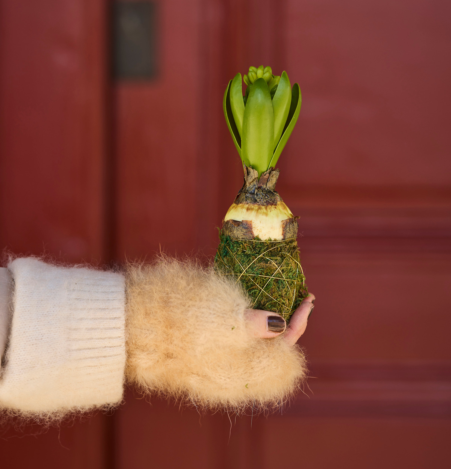 Hyacint Med Mossa från Mr Plant i en hand framför röd dörr