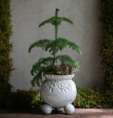 Foto av stilfull kruka med växt och naturliga dekorationer