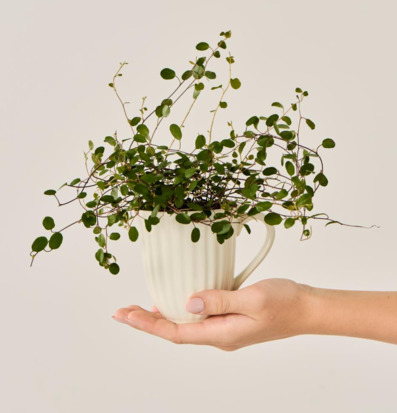 Bild av mugg med grönska i harmonisk och stilren miljö