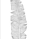 Qlkort - Fjäder från QLKort med detaljerad fjäderillustration