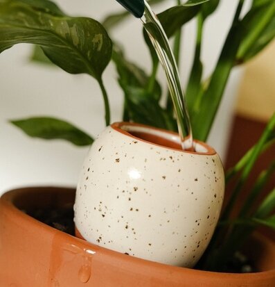 Bild av rustik självvattnande kruka i harmonisk miljö