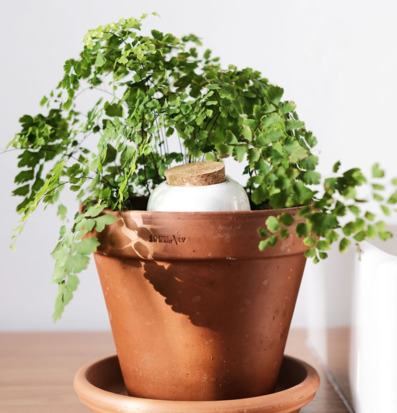 Bild av grön växt i terrakottakruka med vit detalj