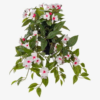 Bild av frodig hängväxt med vita och rosa blommor