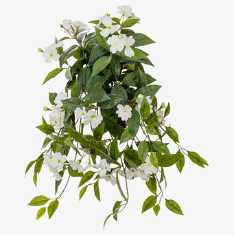 Bild av vackert arrangerad hängväxt med vita blommor