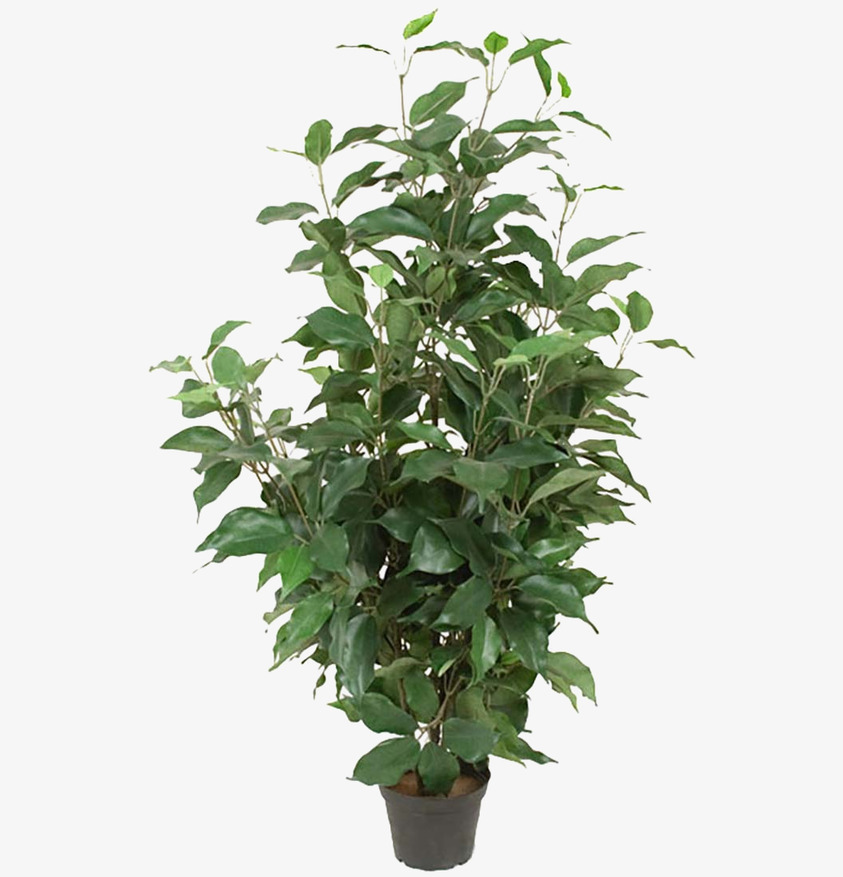 Fikus Benjamin 80cm Mr Plant Konstväxter Konstblommor Plastväxter Plastblommor