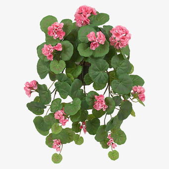 Bild av hängpelargon med frodiga blad och rosa blommor