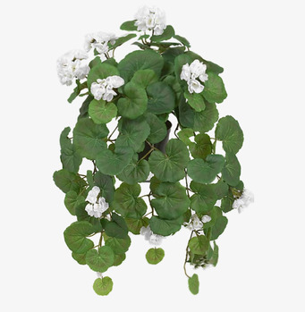 Foto av hängpelargon med vita blommor och gröna blad