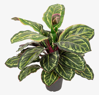 Bild av konstgjord Maranta i svart kruka, 40 cm hög