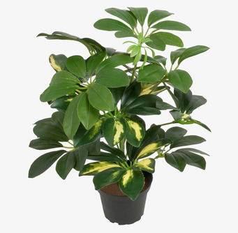 Foto av konstgjord Schefflera med frodiga gröna blad